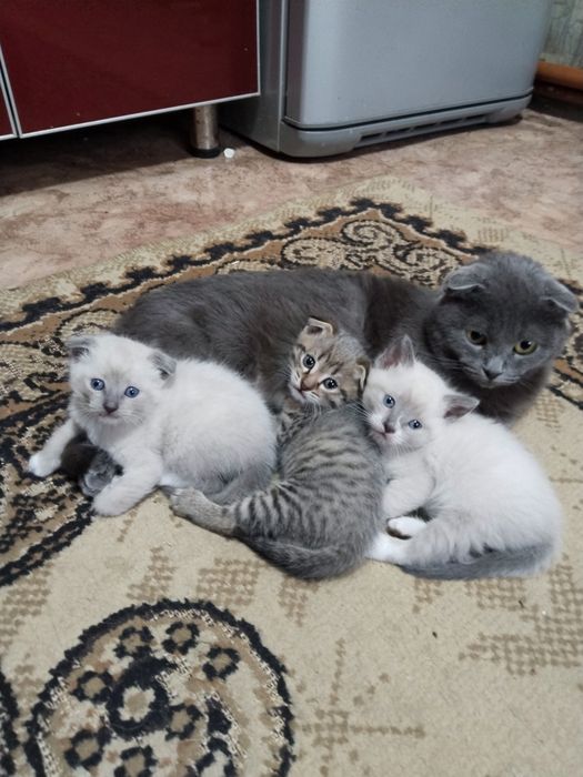 Котята в любищие ручки