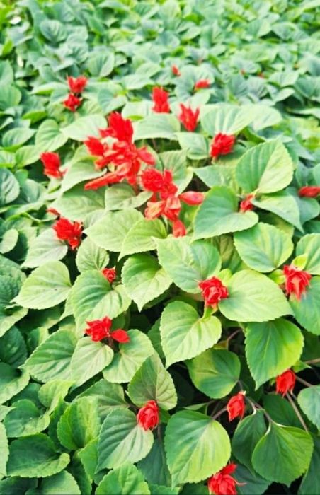 Рассада однолетних. Петуния