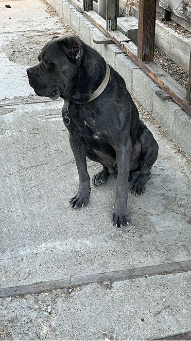 Пропала собака порода Кане корсо