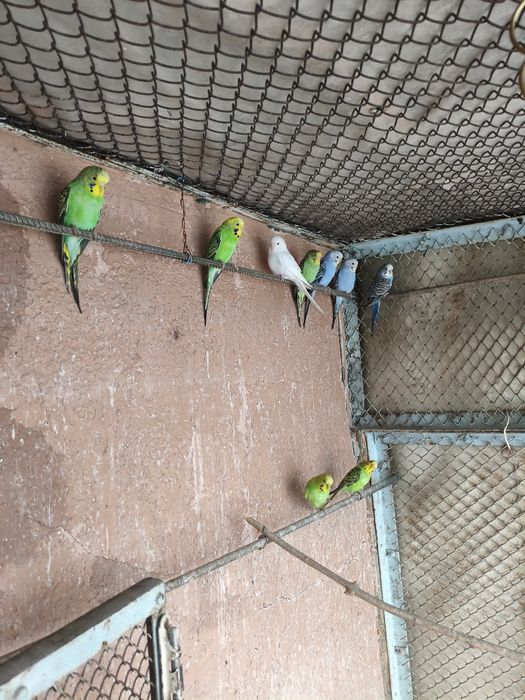 Волнистые попугаи