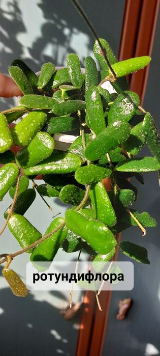 Хойи . Комнатные растения .