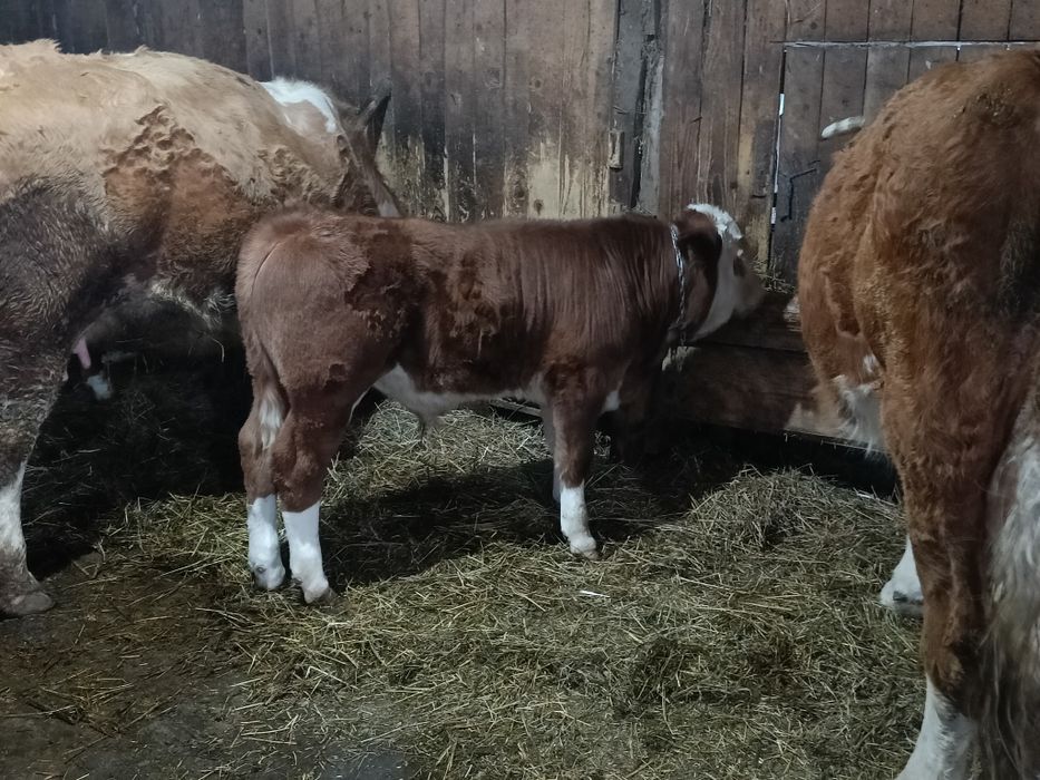 Vițel exemplar de vânzare