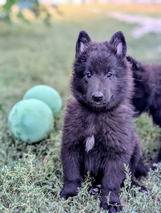 Ciobanesc belgian groenendael