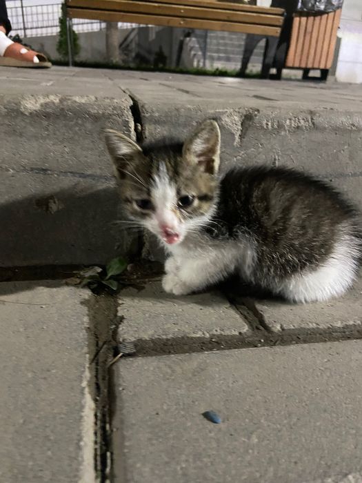 Котенок в добрые руки