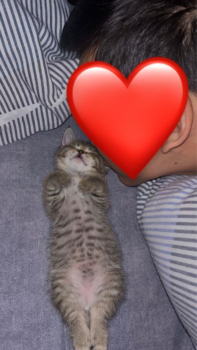 Продается милый котенок