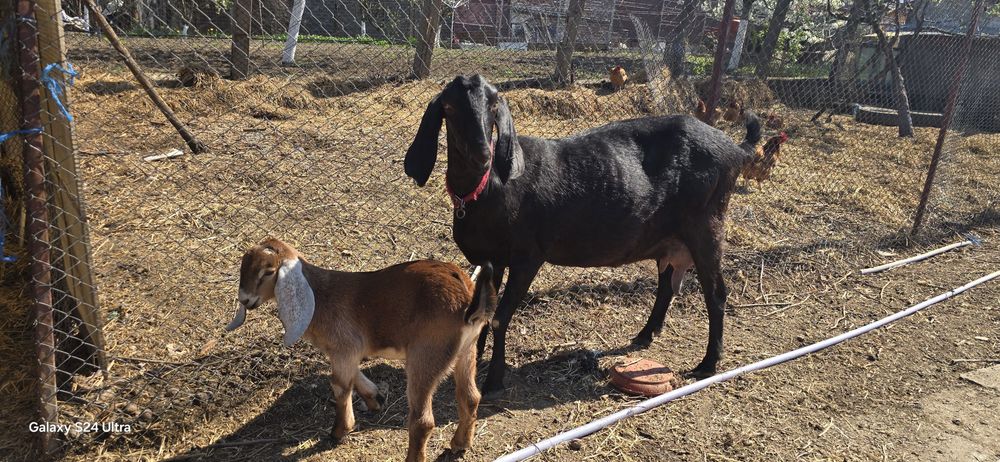 Vând sau schimb iezi