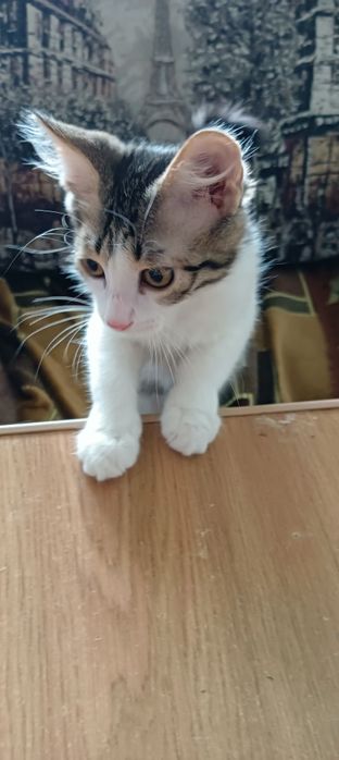 Котёнок в добрые руки