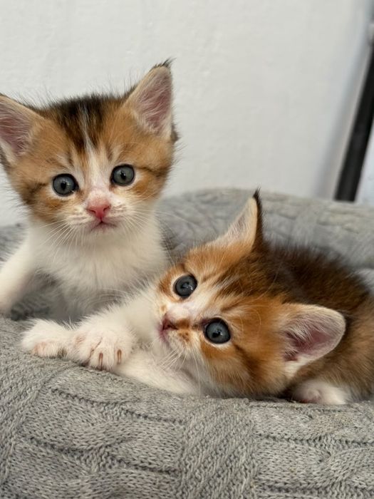 Продаются котята шиншилы