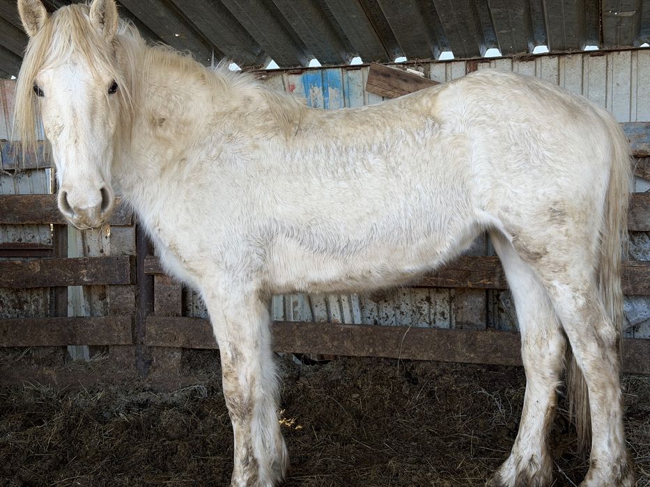 4 бас бие. Сатылады