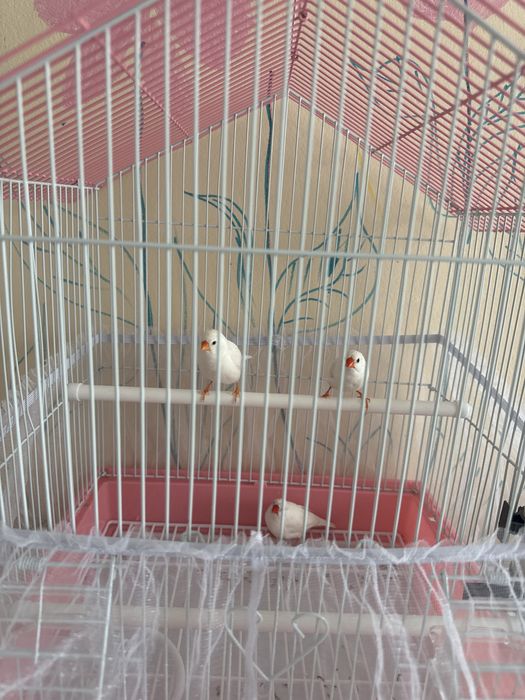 Амадины 3 птички (девочка и два мальчика)