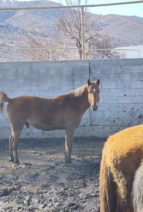 Айғыр сатылады дөнен