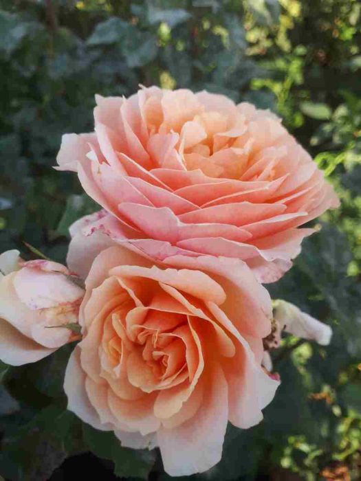 Atirgul ko'chatllariga zakaz olamiz