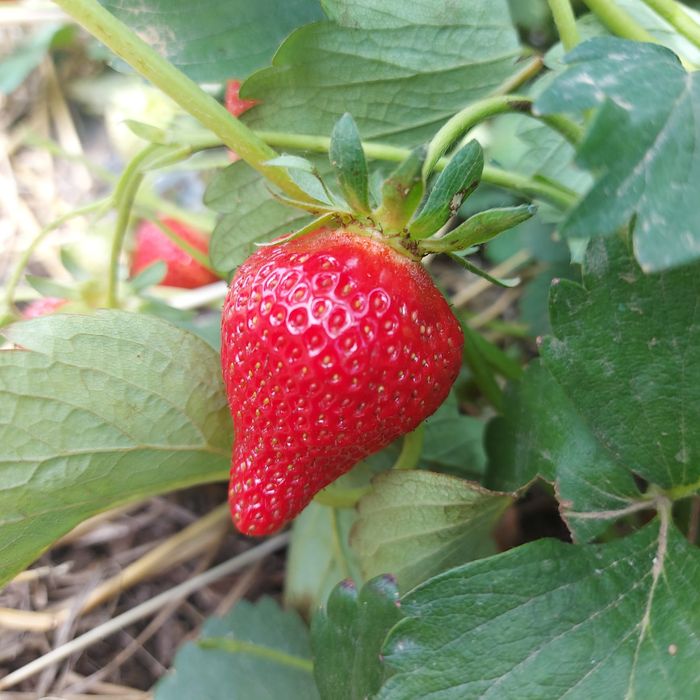 Comercializam stoloni capsuni , soiuri remontante Albion , Elsanta