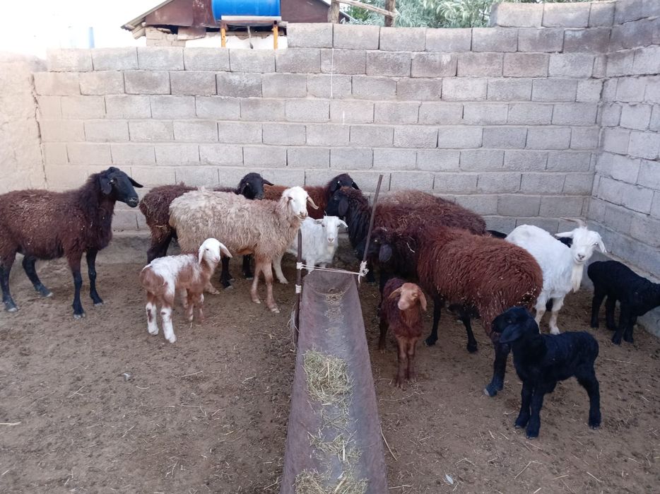 Қозылы қой сатылады