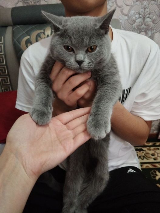 Шотландский котенок