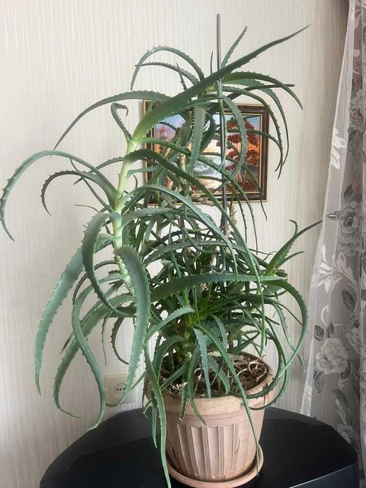 Алоэ - комнатное растение