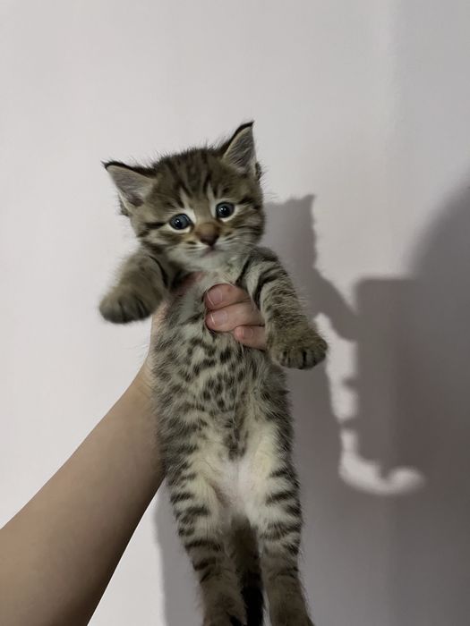 Продаю котят милых игривых