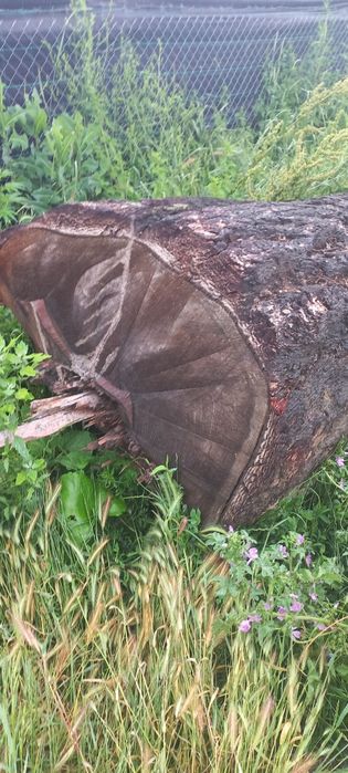 Bustean LARICE  de vanzare