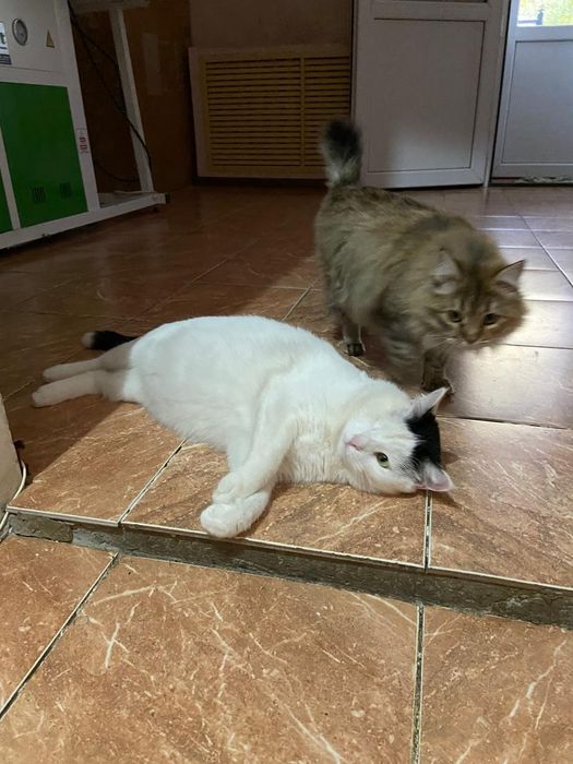 Отдам в добрые ручки