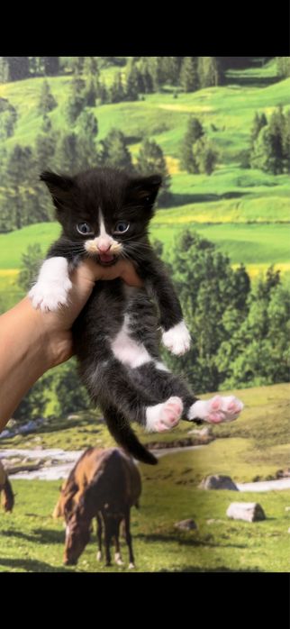 отдам котят в добрые руки