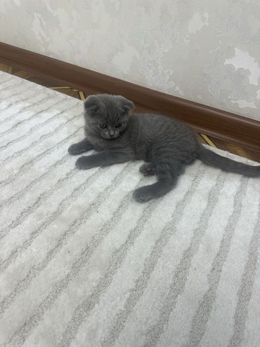 Скотиш фолд.  Скотиш страйд