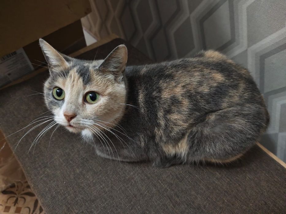 Отдам кошку Симка