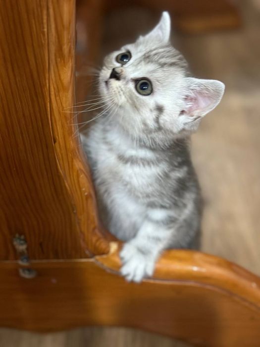 Scottish highlend va British fold bolalari