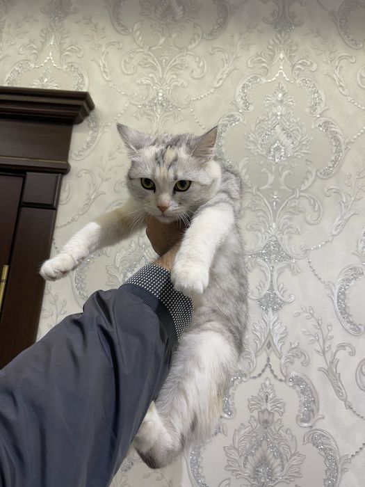 Скотиш страйт серебристий