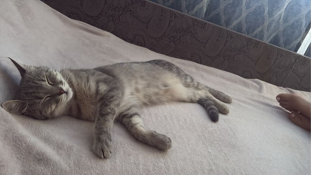 Отдам кошку бесплатно