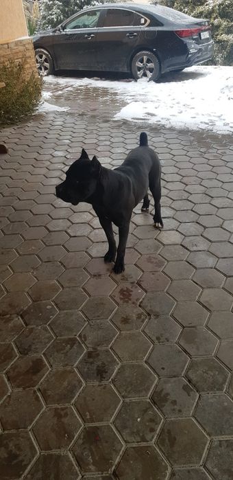 Вязка Кане Корсо