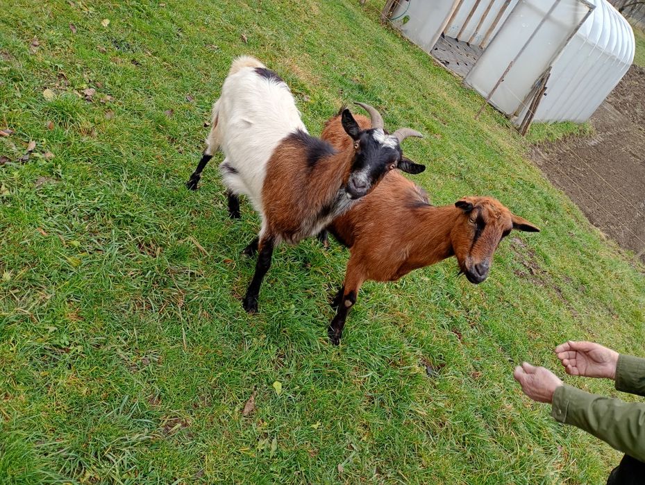 Vând capre alpin, pentru detalii la telefon