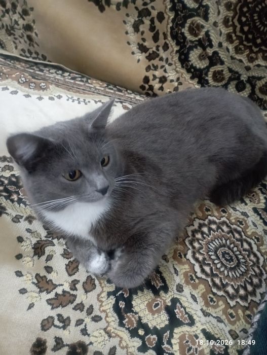 Отдам в хорошие руки