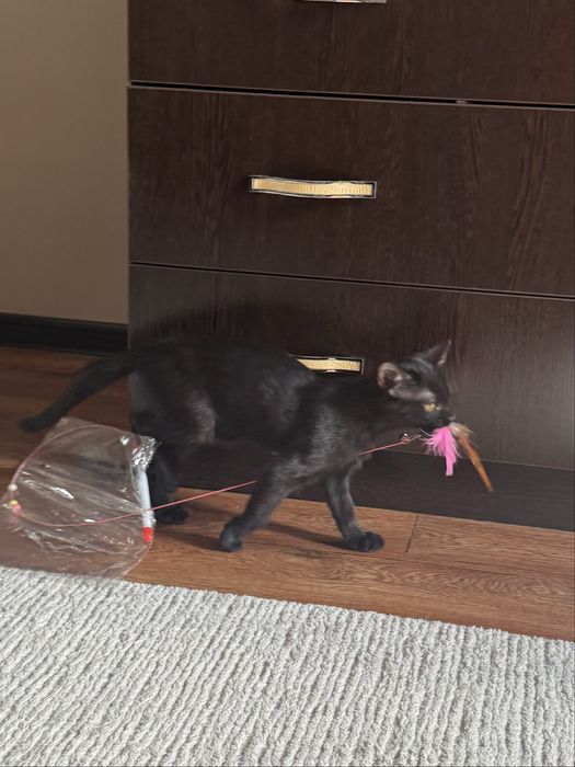 котенок ищет семью
