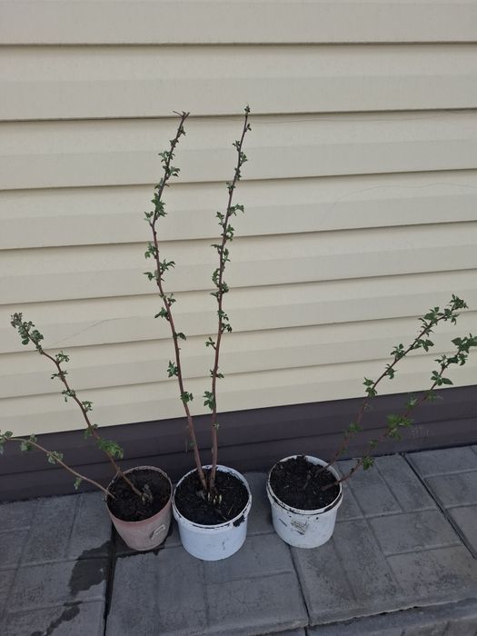 Продам малину вкусную,сладкую,крупную