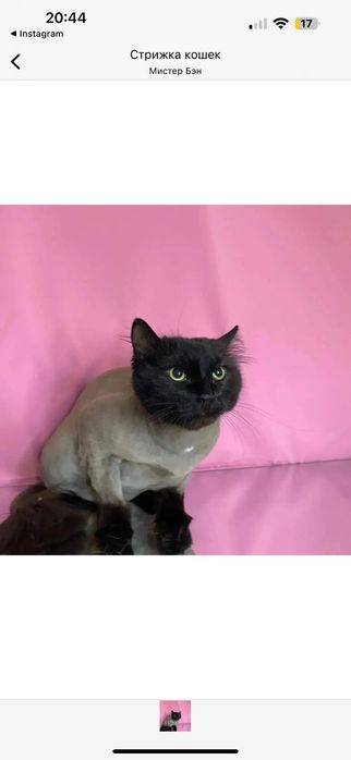 Стрижка, экспресс линька кошек