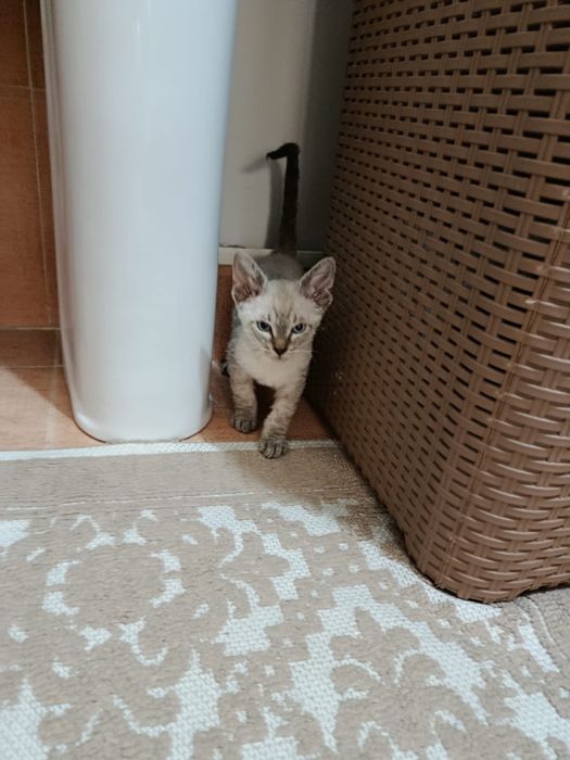 Котенок Донской Сфинкс браш