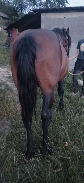 Vând armăsar cuminte