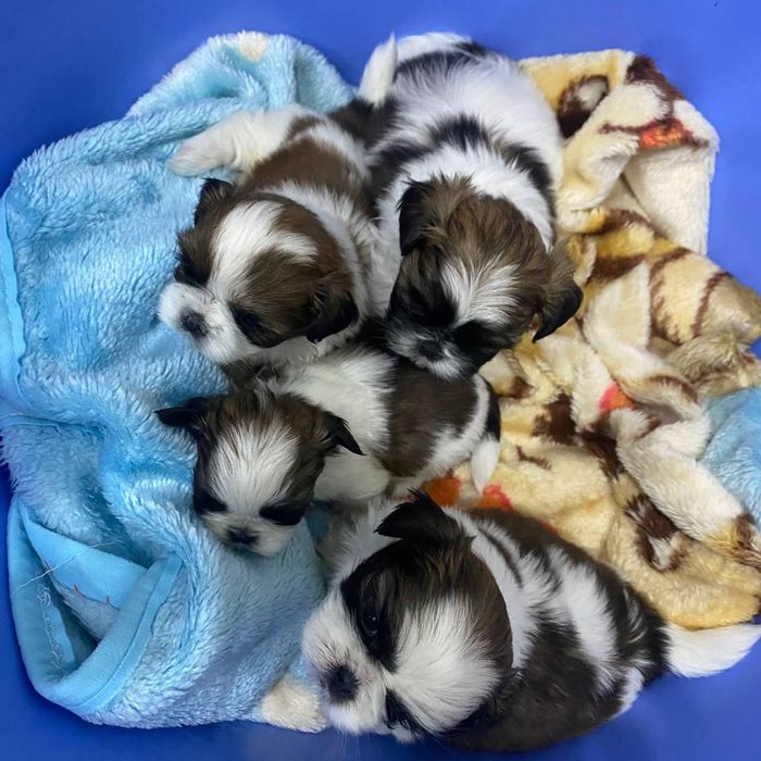 Порода ши тцу, цена 300$