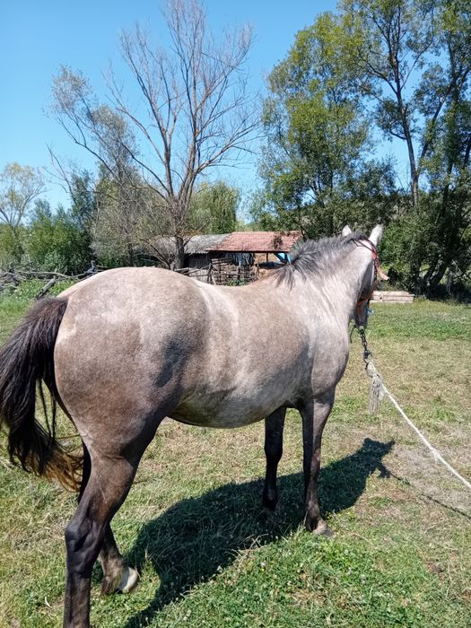 Mânza tânără de vânzare  sat Boian