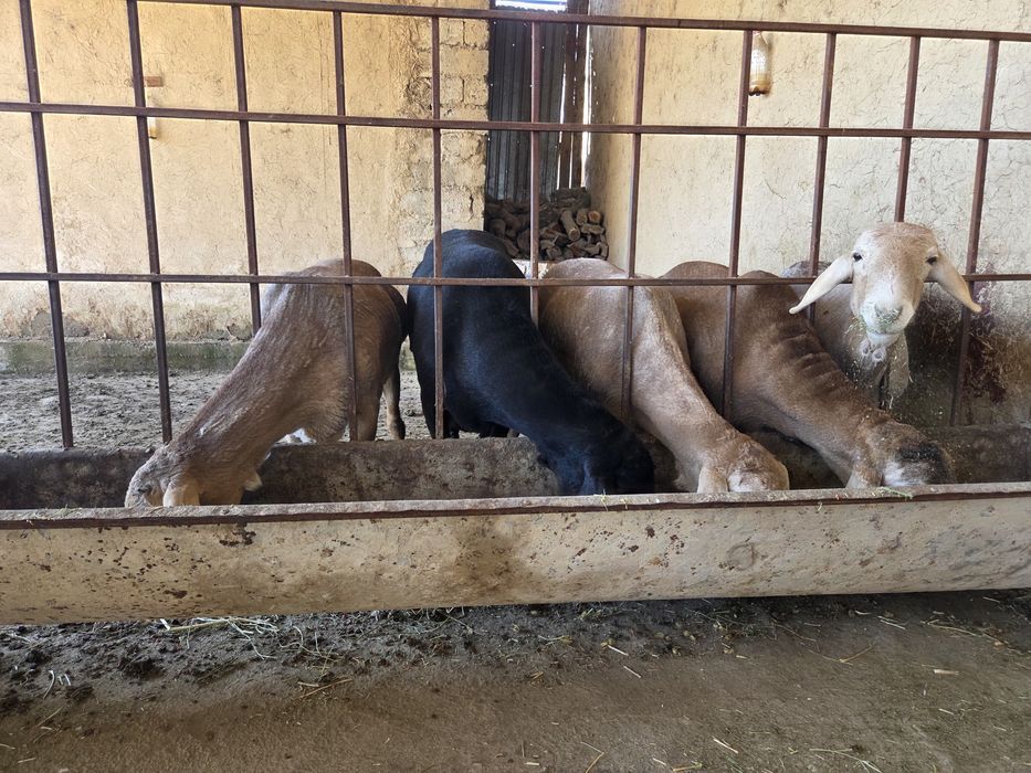 Ұрықтыққа бір жасар арашан қошқарлар