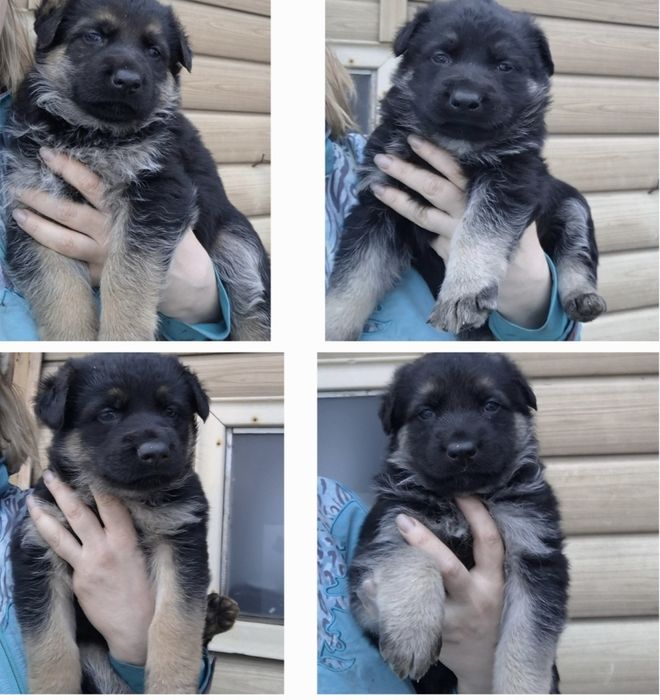 Щенки Восточно европейской овчарки