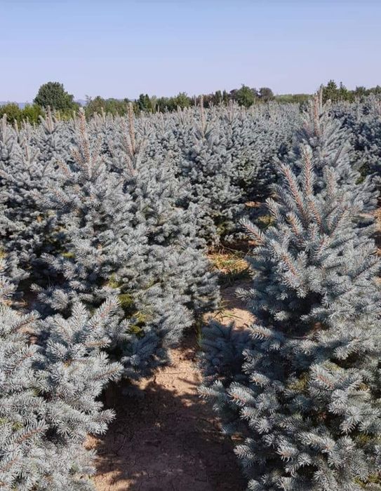 Prunus laurocerasus, Catalpa, bambus plante ornamentale tuia smaragd
