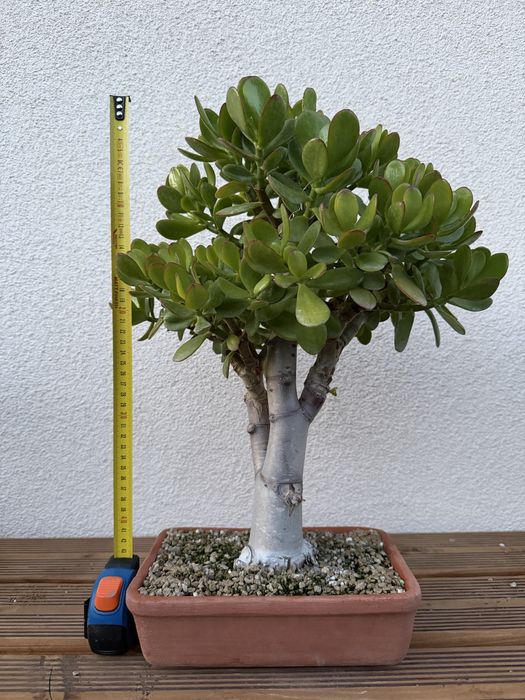 Crassula ovata - bonsai