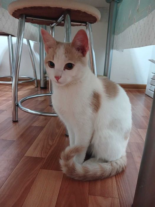 Котёнок мальчик  мальчик