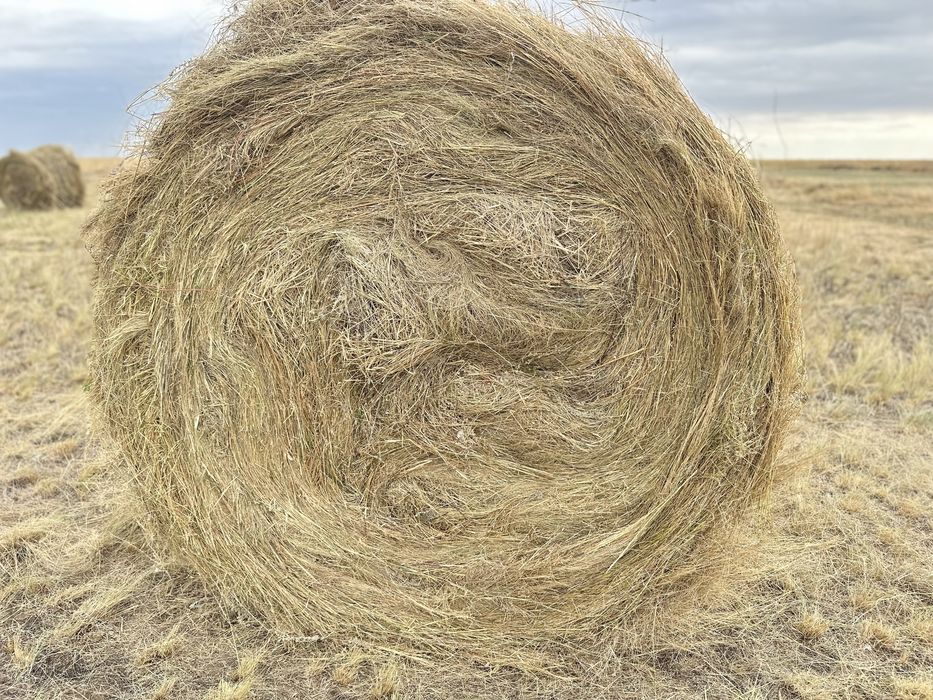 Сено,шөп,трава,разнотравье