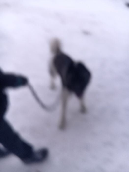 Акита ину американец