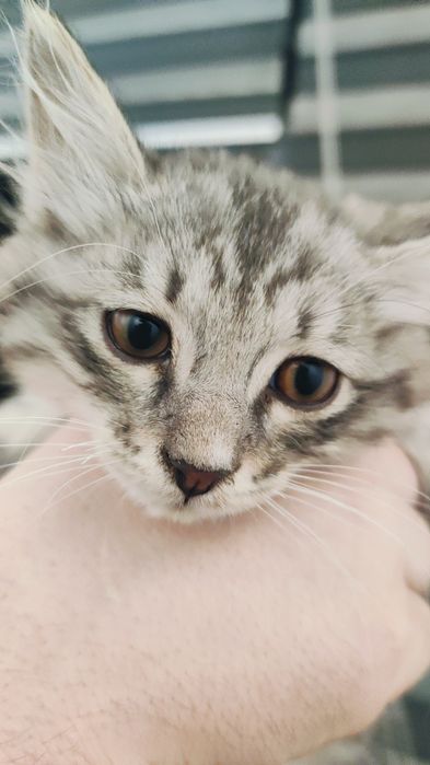 Маленький котенок ищет добрые руки