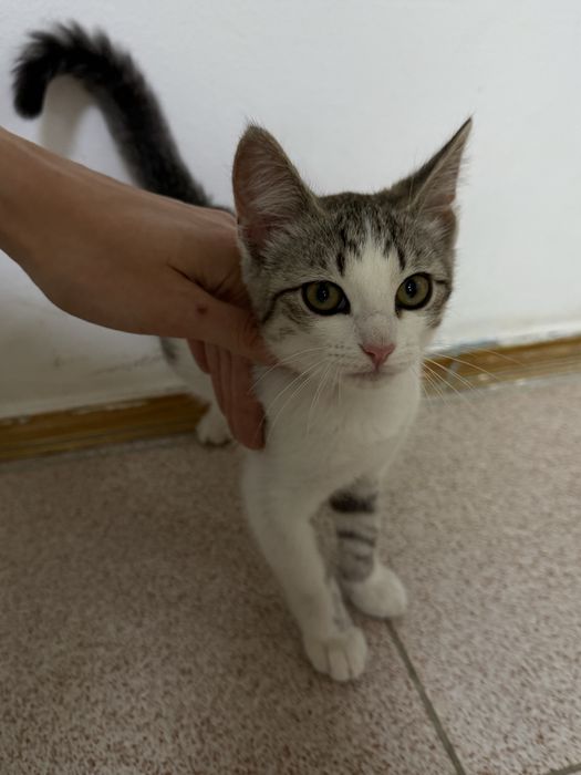 Котенок мальчик
