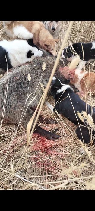 Продам РусскоЕвропейскуюЛайку