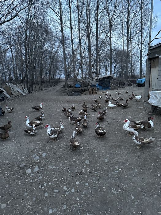 Продаются утки.